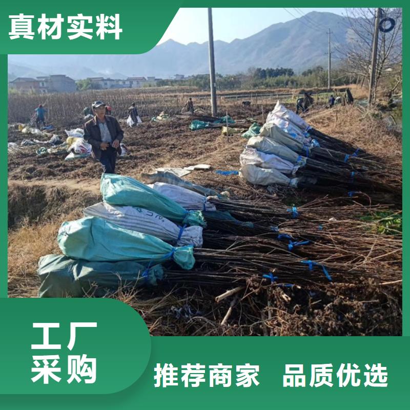 碧根果树苗产量多少