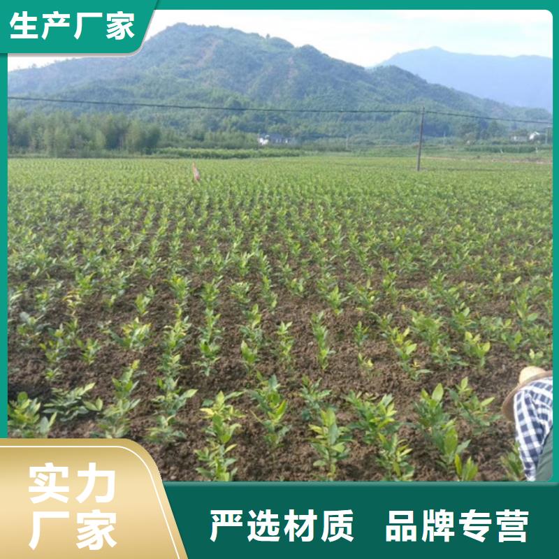 碧根果树苗产量多少