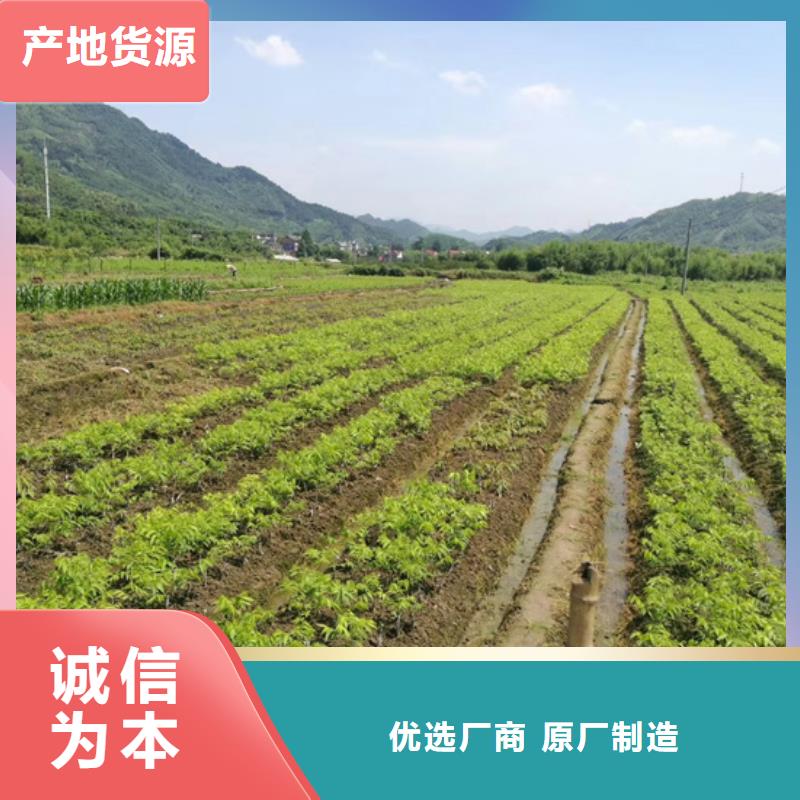 碧根果李子苗规格齐全实力厂家