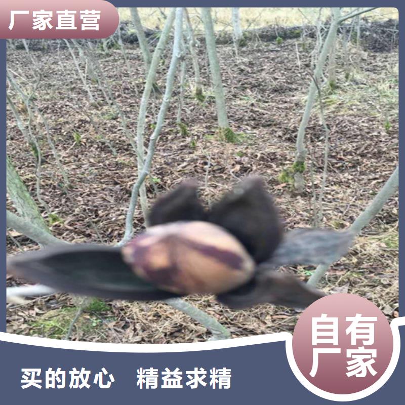 碧根果树苗产量多少