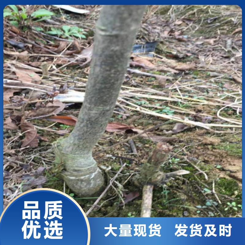 碧根果树苗产量多少