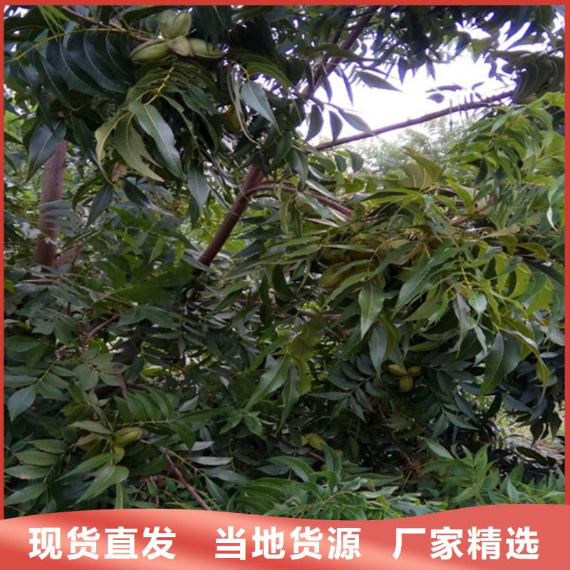 碧根果树苗产量多少