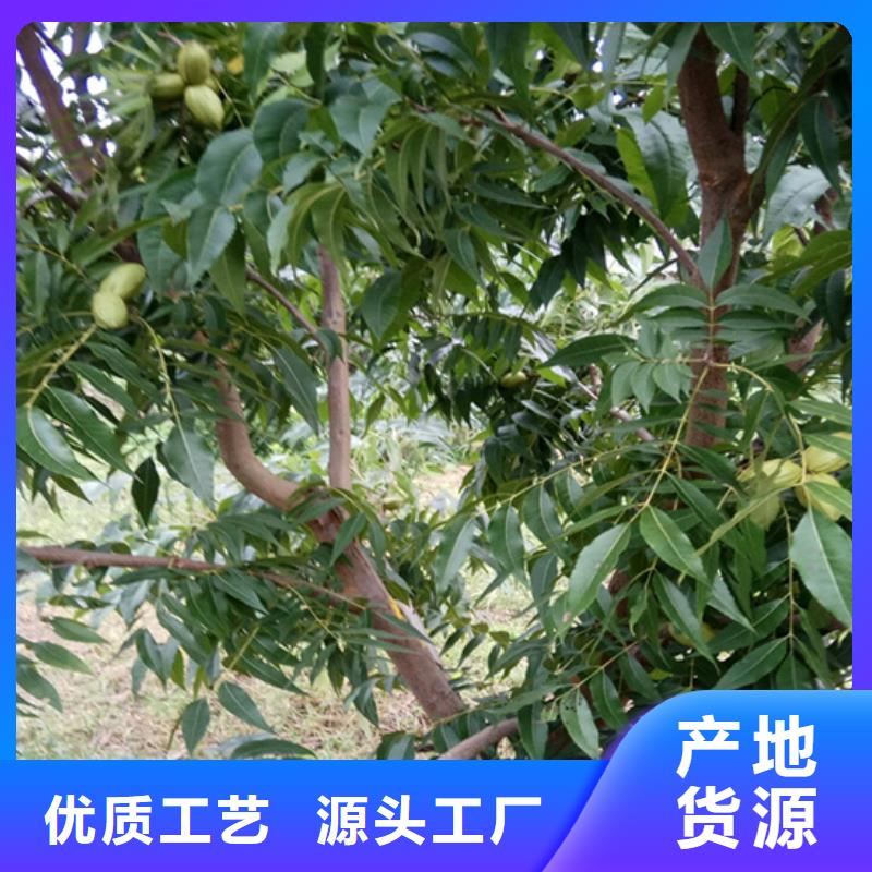 碧根果树苗产量多少
