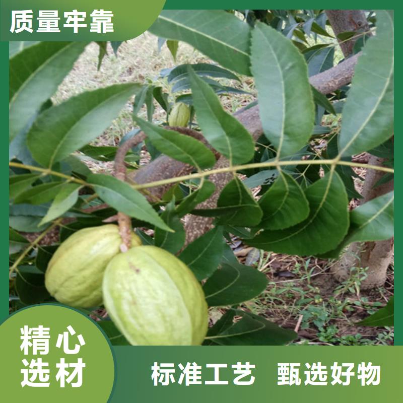 碧根果树苗产量多少