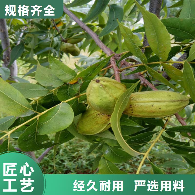 碧根果树苗产量多少