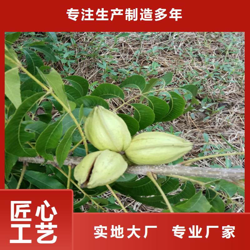 碧根果树苗产量多少