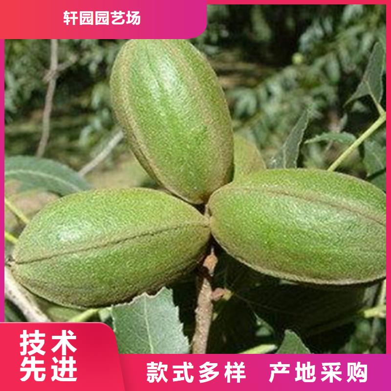 碧根果树苗产量多少