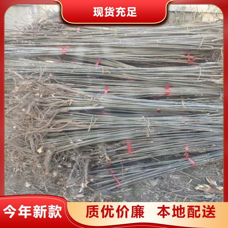 【香椿桃树苗产品性能】