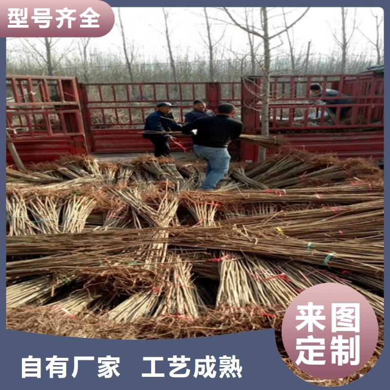 【香椿桃树苗产品性能】