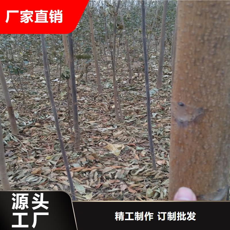 【香椿桃树苗产品性能】