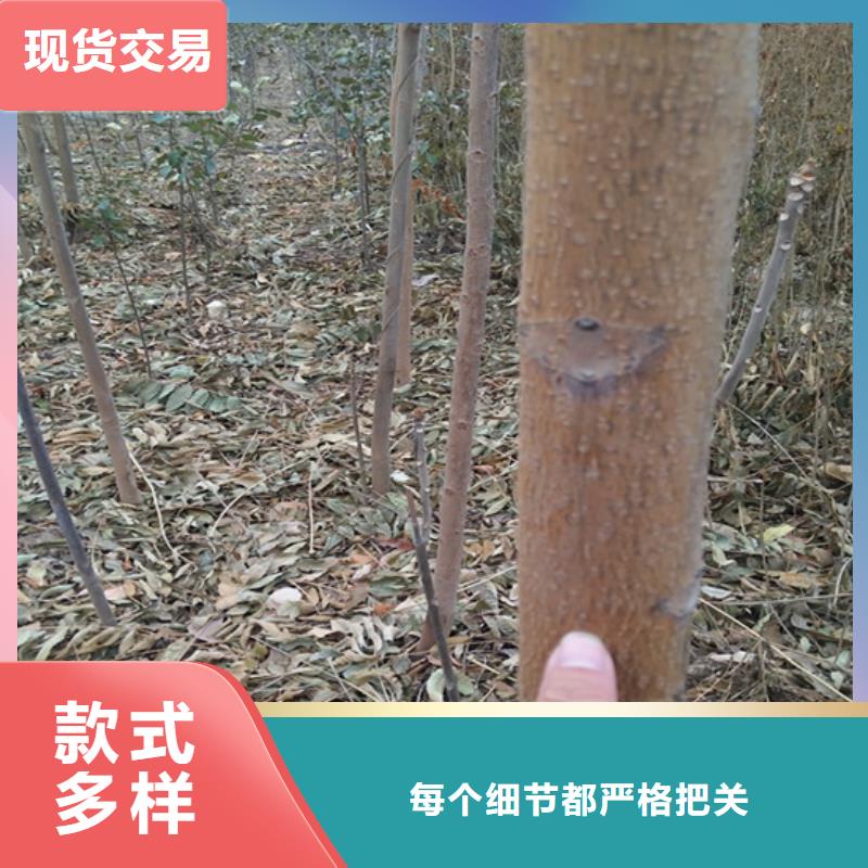 【香椿桃树苗产品性能】