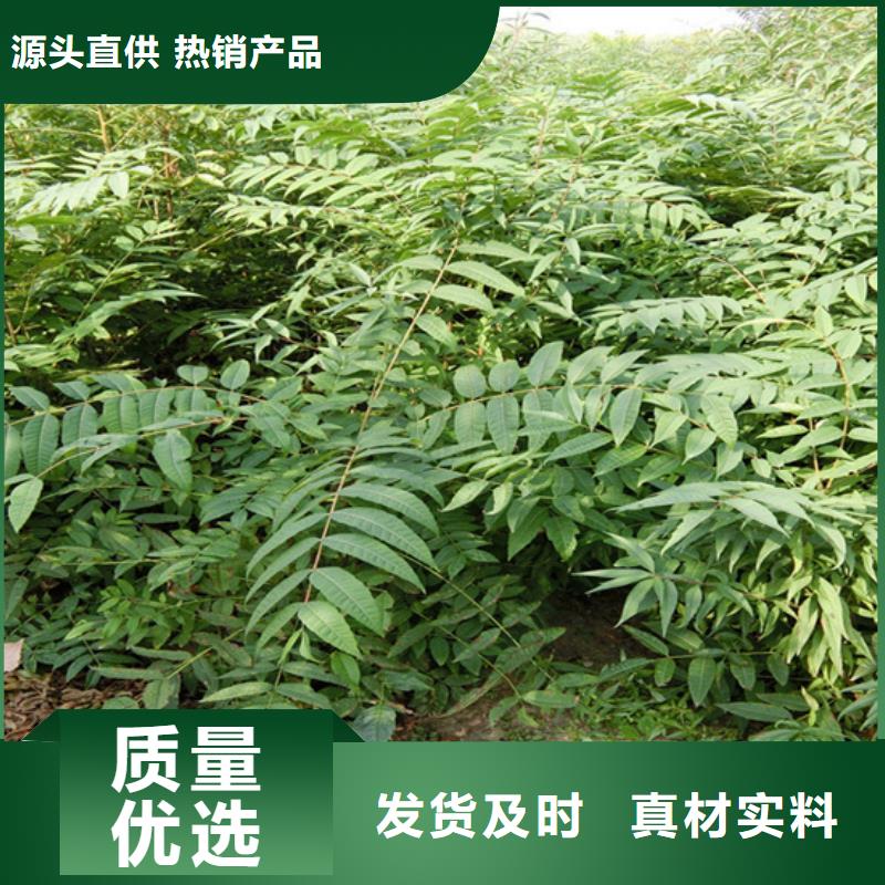 【香椿桃树苗产品性能】