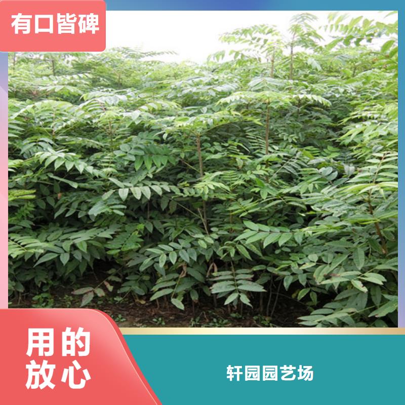 【香椿桃树苗产品性能】