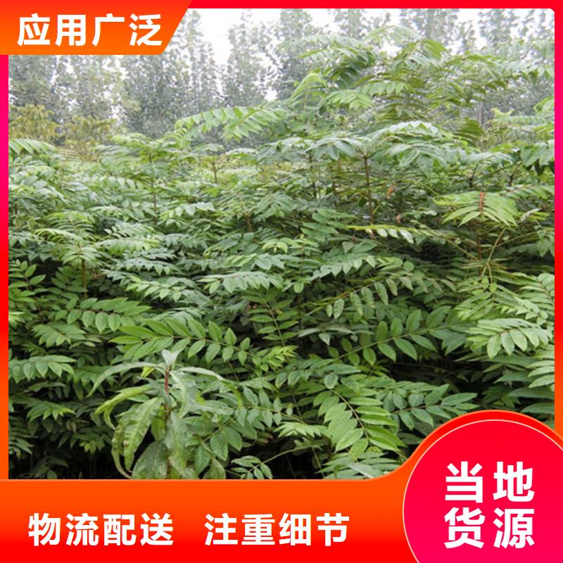 【香椿桃树苗产品性能】