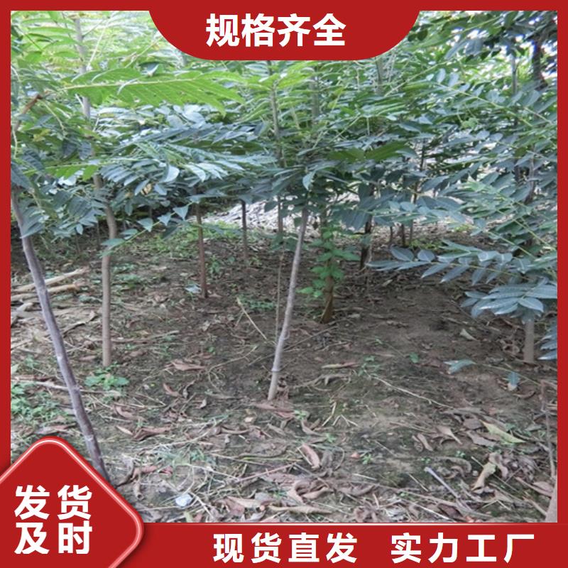 【香椿桃树苗产品性能】