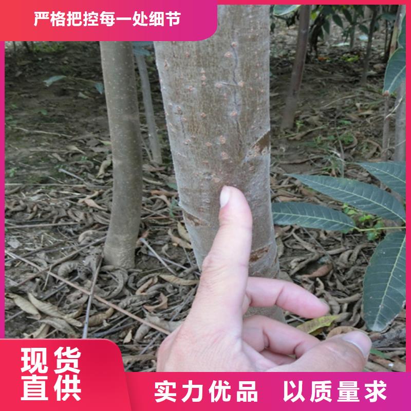 【香椿桃树苗产品性能】