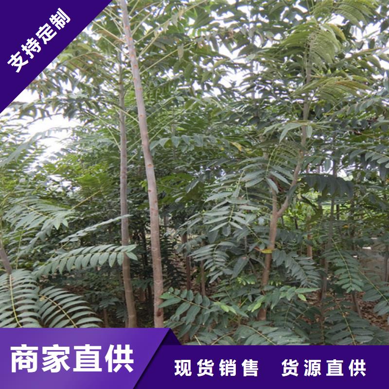 【香椿桃树苗产品性能】