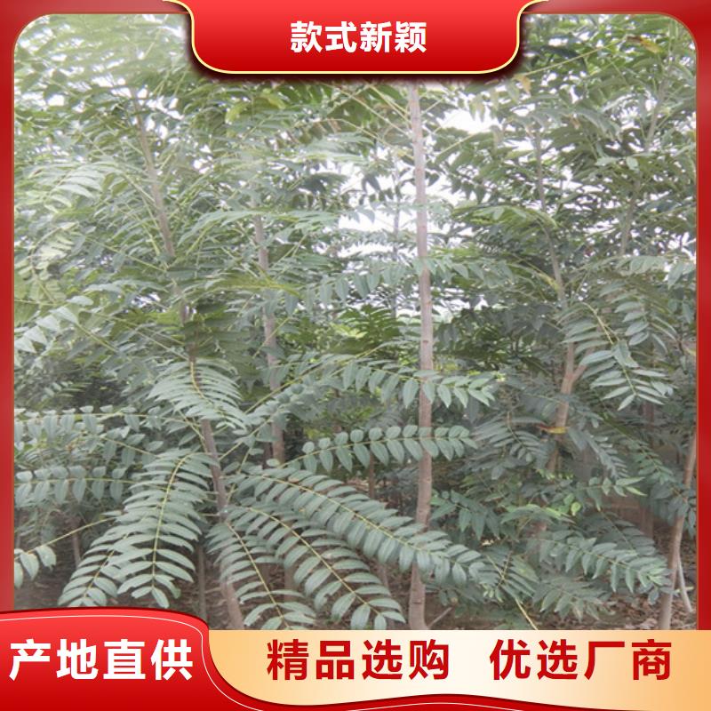 【香椿桃树苗产品性能】