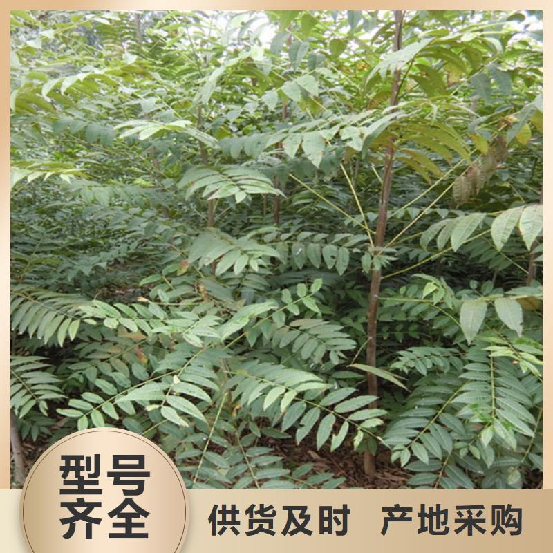 【香椿桃树苗产品性能】