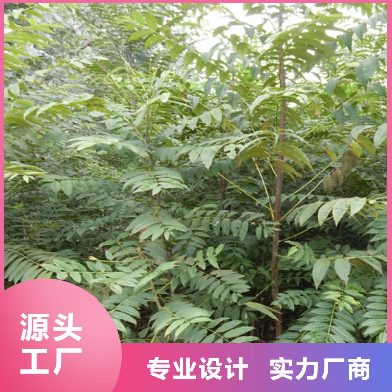 【香椿桃树苗产品性能】