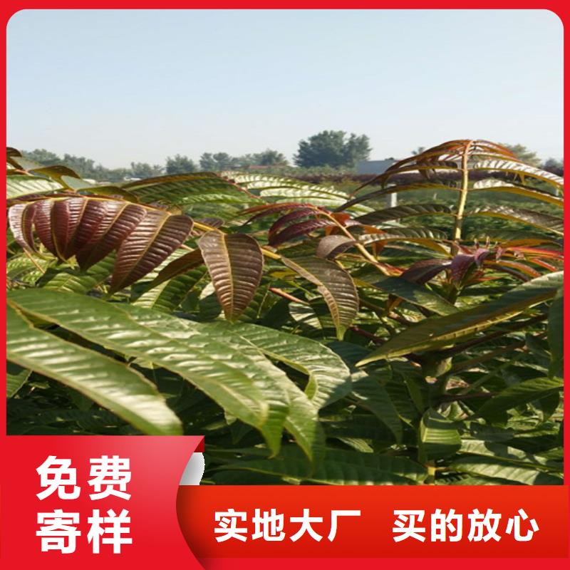 【香椿桃树苗产品性能】