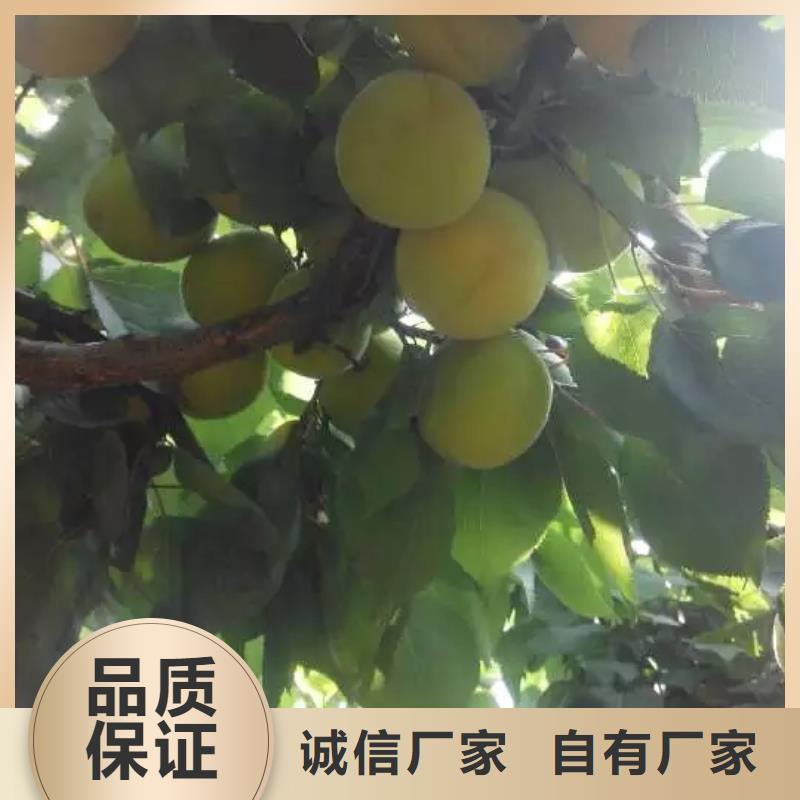 珍珠油杏树苗新奇品种