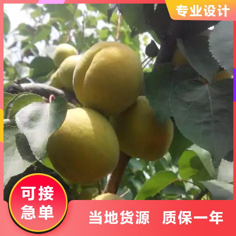 杏石榴树匠心品质