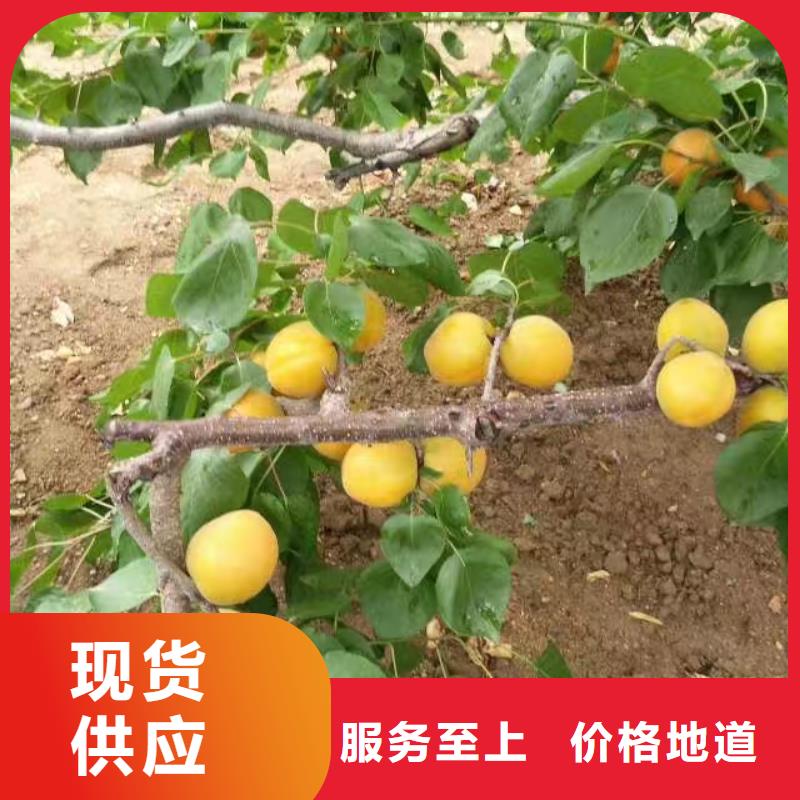 杏石榴树匠心品质