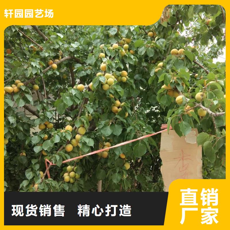 杏树苗大棚种植