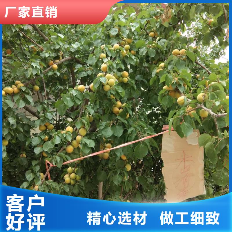 杏樱桃苗物流配送
