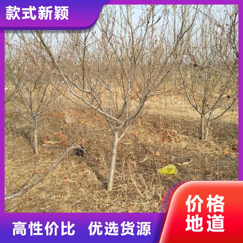 珍珠油杏树苗一亩地栽多少棵