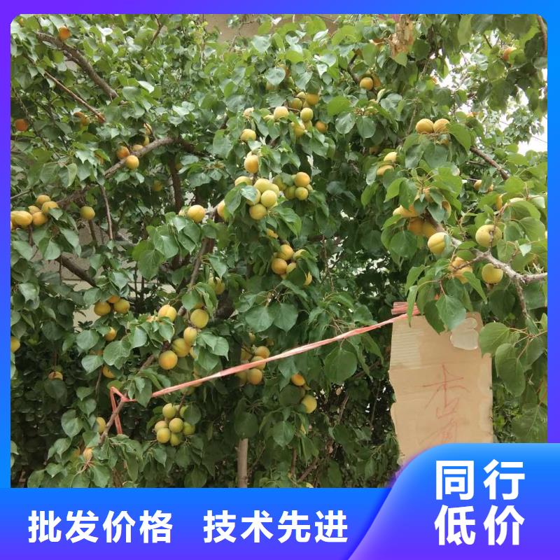 杏红颜草莓精工细致打造