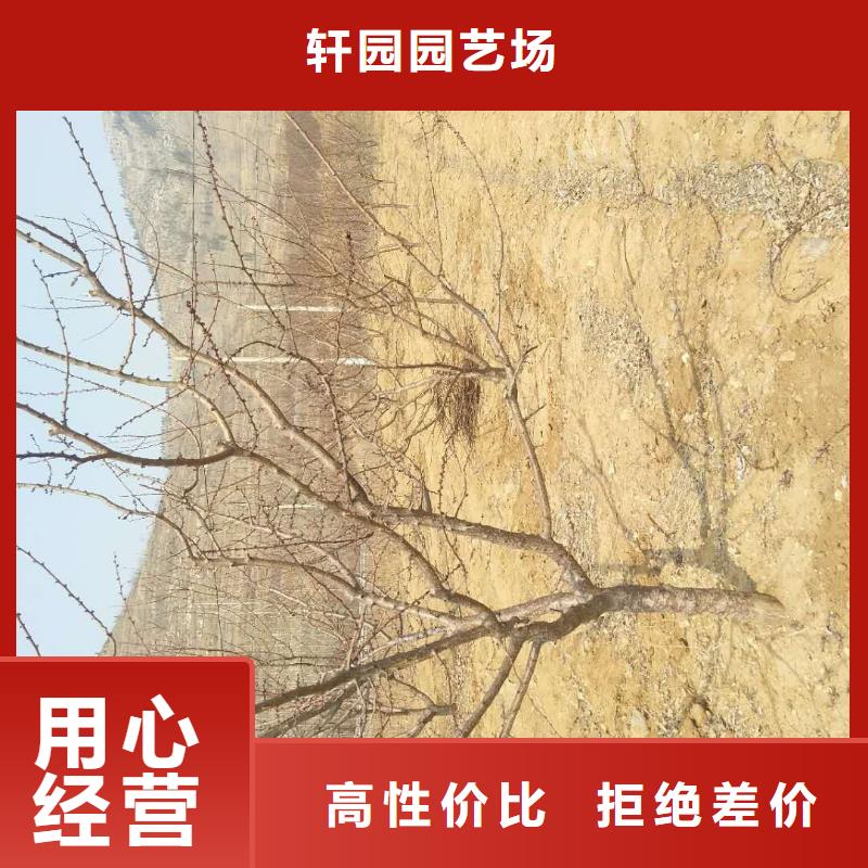 杏樱桃苗物流配送