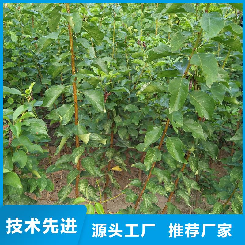 杏桃树苗工艺精细质保长久