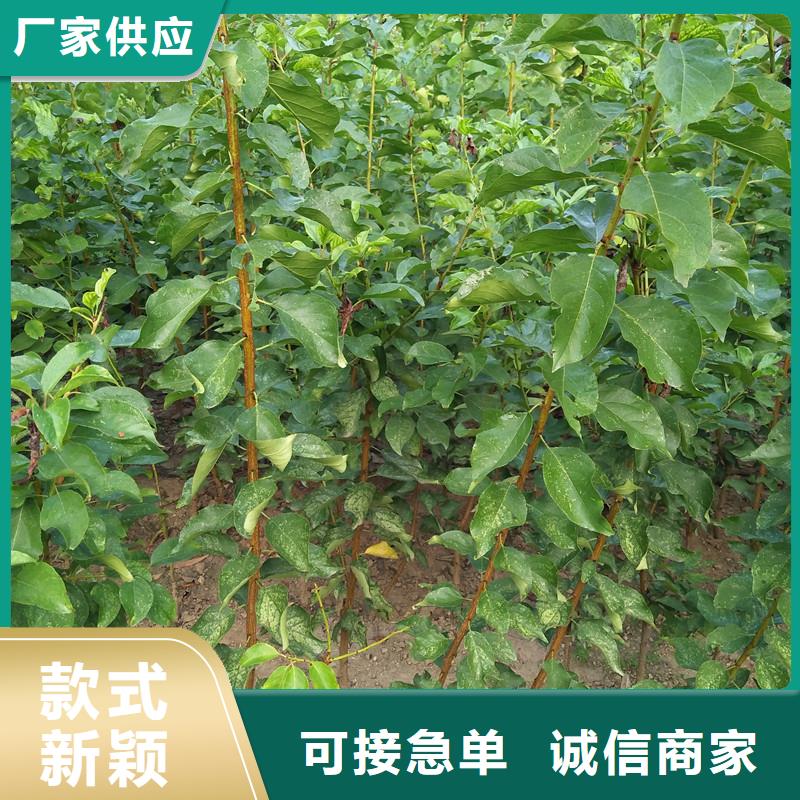 杏石榴树品质保证实力见证
