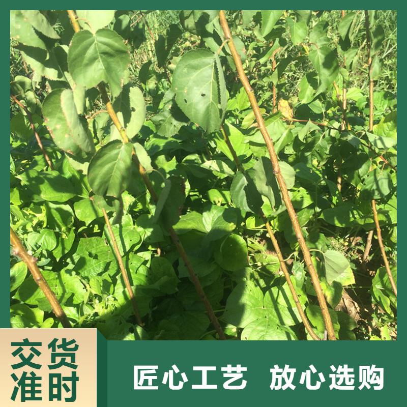 杏桃树苗工艺精细质保长久