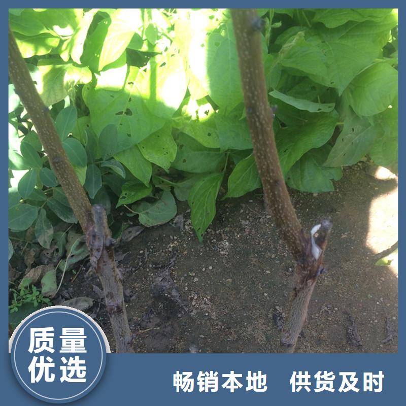 杏石榴苗一站式采购方便省心