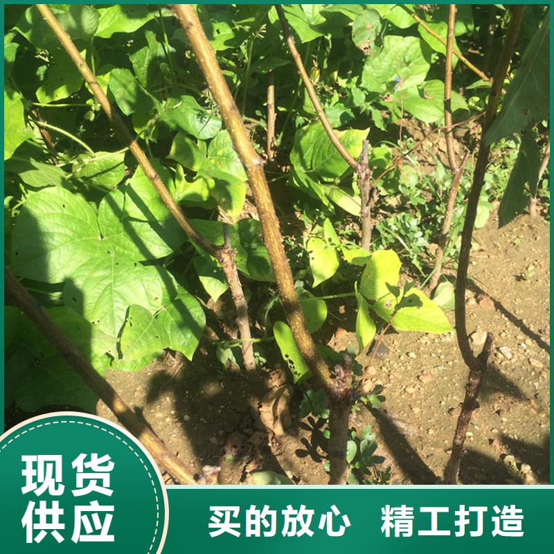 杏红颜草莓精工细致打造