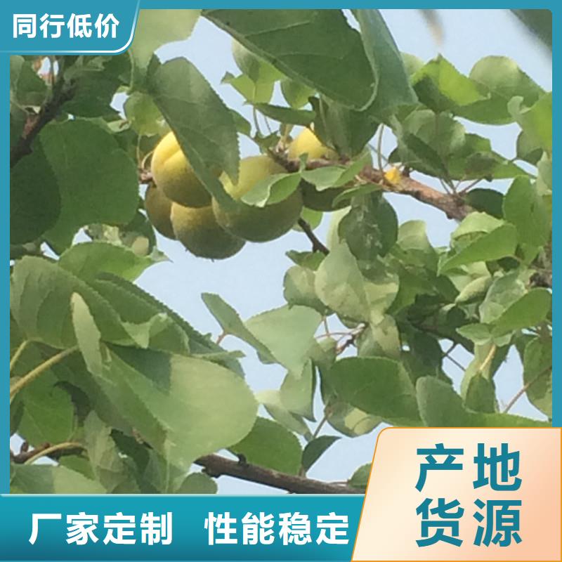 杏,桃树苗库存量大