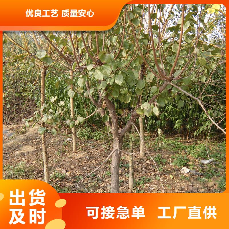 杏,桃树苗库存量大