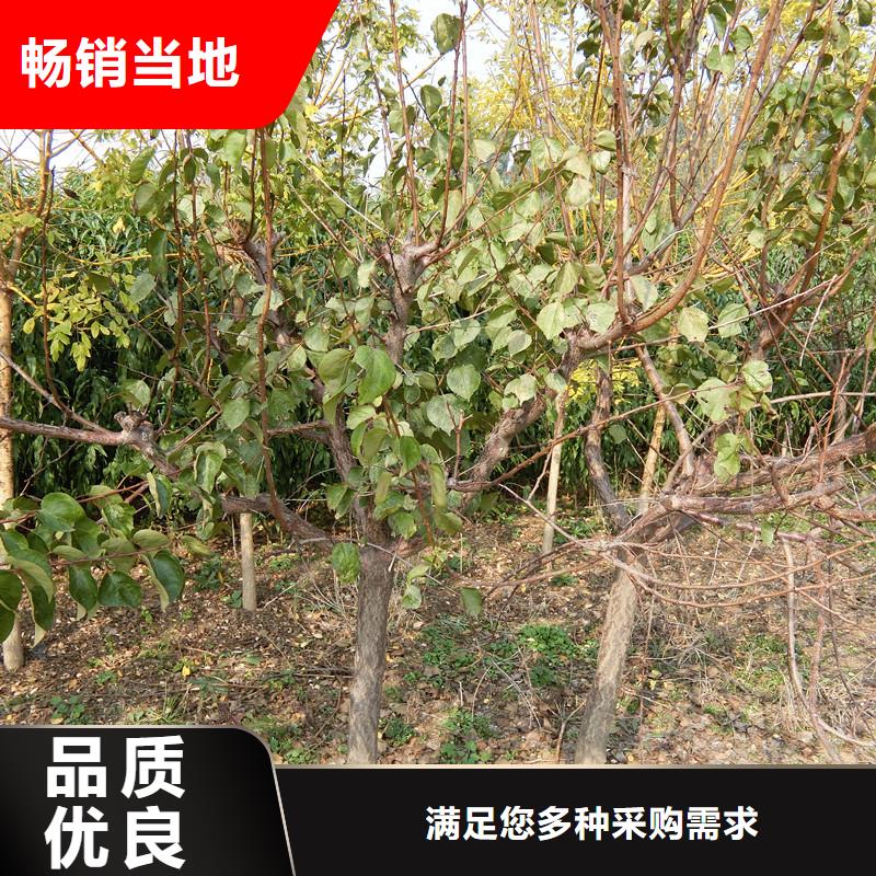 珍珠油杏树苗一亩地栽多少棵