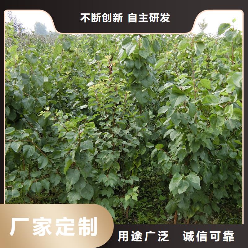 珍珠油杏树苗新奇品种
