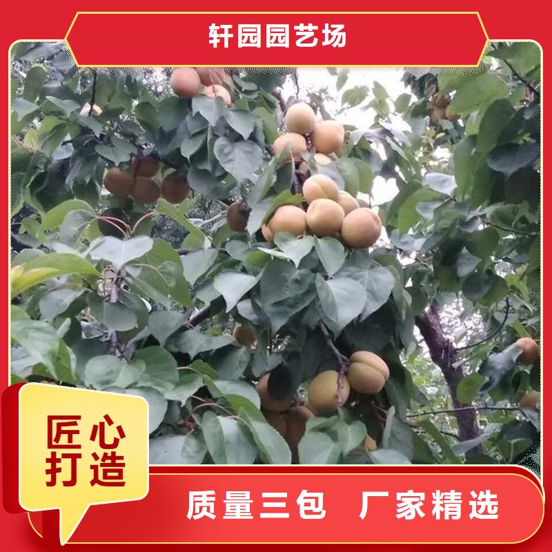 杏石榴苗一站式采购方便省心