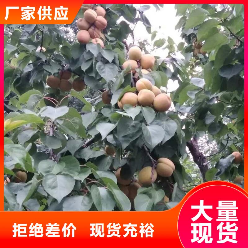 杏石榴树品质保证实力见证