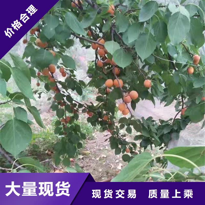 杏树苗大棚种植