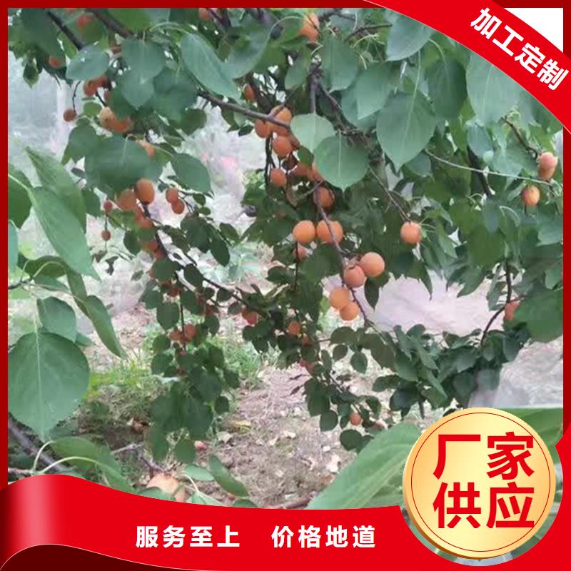 珍珠油杏树苗一亩地栽多少棵
