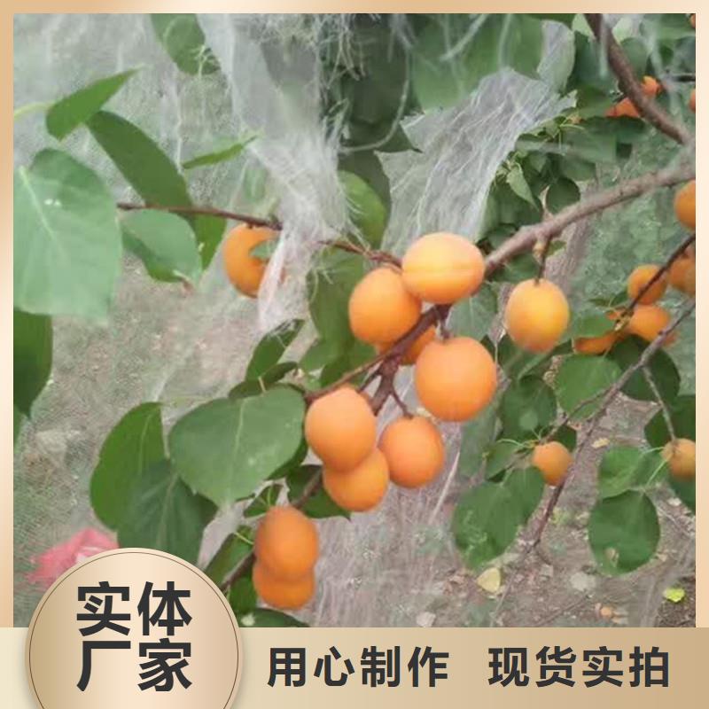 杏红颜草莓精工细致打造