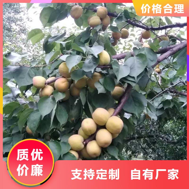 杏桃树苗工艺精细质保长久