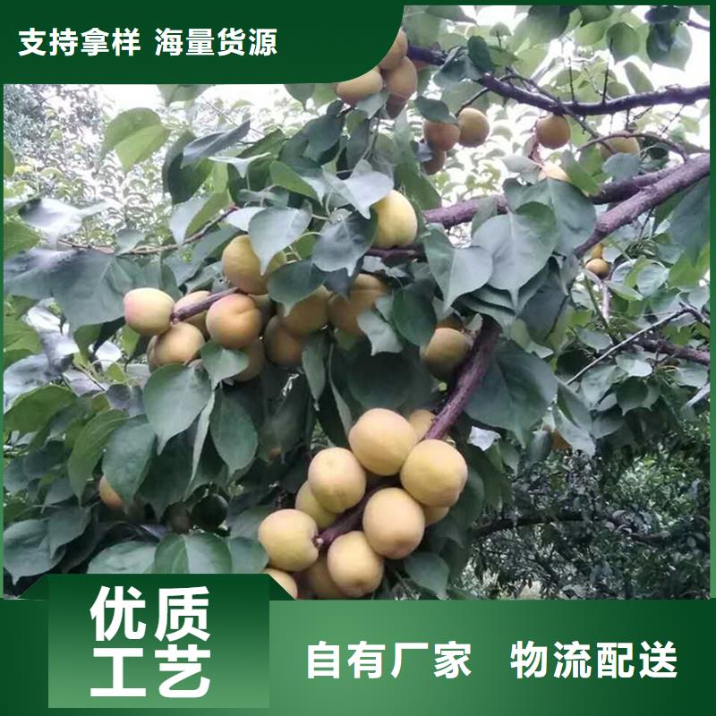 杏石榴树品质保证实力见证