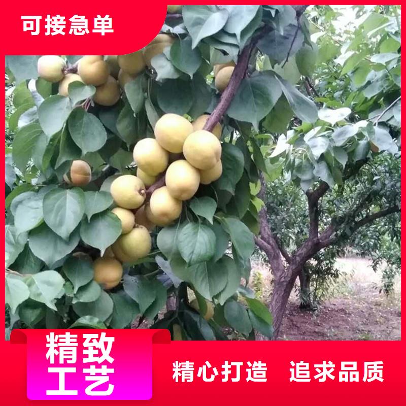 杏樱桃苗物流配送